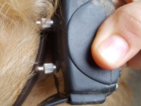 Usavano collari elettrici per “educare” il cane. Denunciati dalla Lac