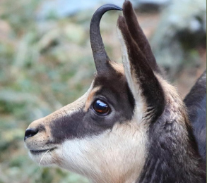 Una bella foto di Batti Gai