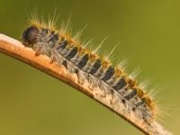 A Pinerolo la processionaria supera l’emergenza Coronavirus