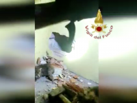 VIDEO | I vigili del fuoco salvano 5 gattini