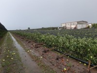 Violento nubifragio e tromba d’aria devasta frutteti