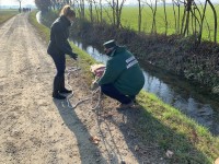Le Giacche Verdi trovano un bovino mutilato in un canale