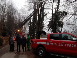 torre muore nei boschi web