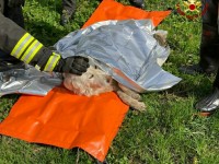 A Garzigliana i vigili del fuoco salvano un cane caduto in acqua