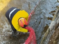 I vigili del fuoco salvano un capriolo caduto in un canale