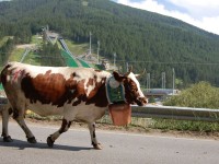 Oggi saranno gli applausi ad incoronare a Pragelato Miss Mucca