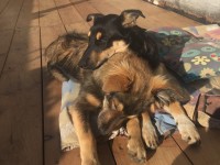 Argo e Fiamma per sempre ora riposeranno vicini