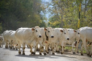 Immagine di repertorio