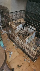 Gli animali erano allevati nella  sporcizia