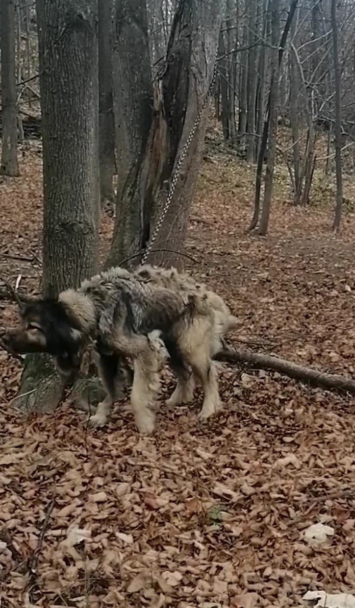 cane 2