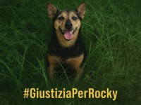 Cumiana si mobilita per Rocky: manifestazione il 29 novembre per chiedere giustizia al cagnolino ucciso