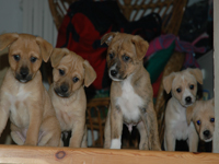 “Small animals”: arriva la prima mostra mercato di piccoli animali