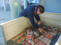 Convalescenza nel Parco Naturale delle Alpi Marittime per la giovane lupa recuperata il 5 dicembre a Pragelato